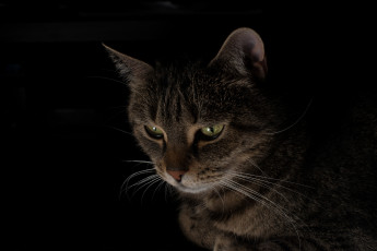 Картинка животные коты серый взгляд черный фон