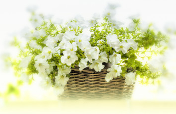 Картинка цветы петунии +калибрахоа корзина белые