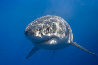 Картинка животные акулы акула глубина океан