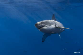 Картинка животные акулы океан акула глубина