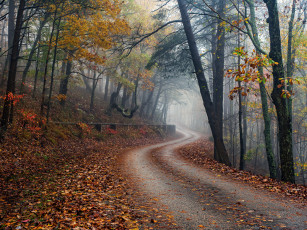 Картинка природа дороги лес дорожка