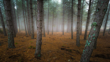Картинка природа лес ельник стволы