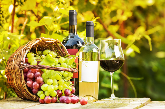 Обои картинки фото еда, напитки,  вино, виноград, корзина, зелень, сад, бутылки, бокал, вино, стол