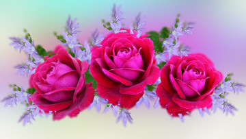 Картинка цветы букеты +композиции фон розы