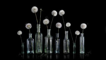 Картинка цветы одуванчики бутылки пушистики
