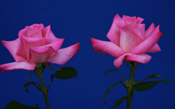 Картинка цветы розы две