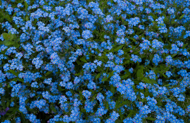 Обои картинки фото цветы, незабудки, голубые, луг