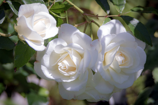 Обои картинки фото цветы, розы, ветка, белые