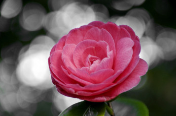 Картинка цветы камелии круглый розовый