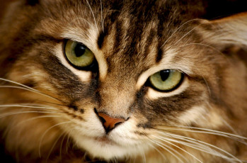 Картинка животные коты глаза cat