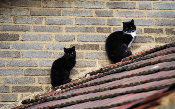 Картинка животные коты крыша черные
