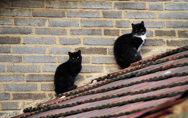 Обои картинки фото животные, коты, крыша, черные