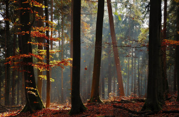 Картинка германия гессен природа лес осень