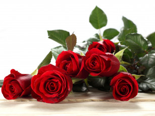 обоя цветы, розы, бутоны, красные