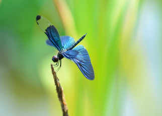 Картинка животные стрекозы стрекоза травинка фон голубая