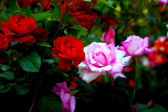 Картинка цветы розы розовый красный