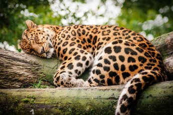 Картинка животные леопарды отдых сон бревно леопард