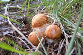 Картинка природа грибы лес подосиновики трава листья