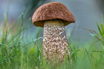 Картинка природа грибы подберезовик трава лес