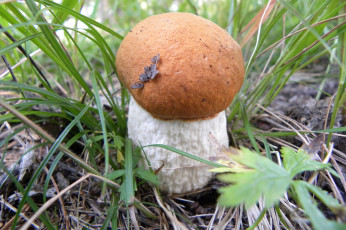 Картинка природа грибы трава листья лес подосиновик