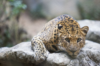 Картинка животные леопарды морда леопард