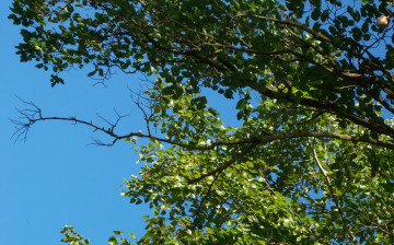 Картинка природа деревья ветви листва небо