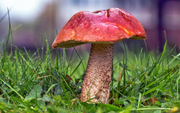 Картинка природа грибы лес трава подосиновик