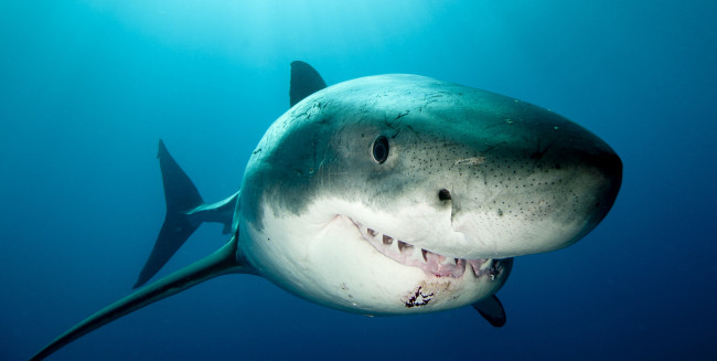 Обои картинки фото животные, акулы, глубина, акула, океан