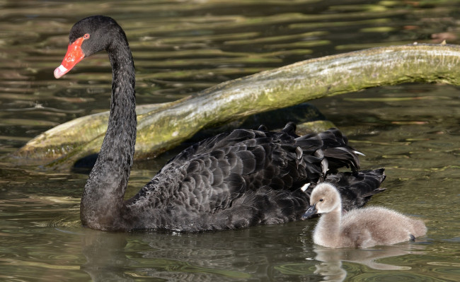 Обои картинки фото животные, лебеди, лебеденок, черный, лебедь, семья, малыш, мама, птенец