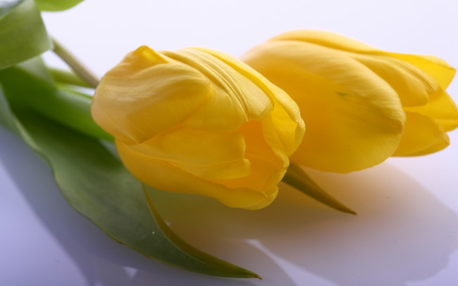 Обои картинки фото цветы, тюльпаны, пара, желтый