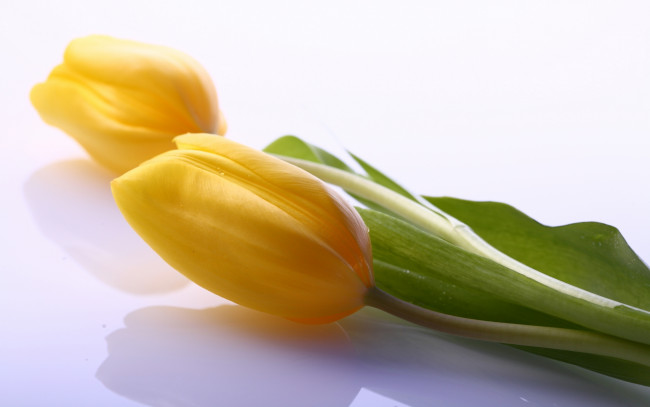 Обои картинки фото цветы, тюльпаны, желтый, пара