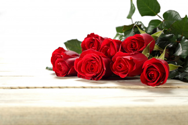 Обои картинки фото цветы, розы, бутоны, красные