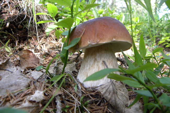 Обои картинки фото природа, грибы, боровик, трава, листья, лес