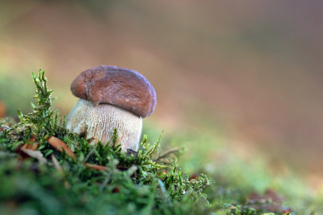 Обои картинки фото природа, грибы, мох, лес, боровик