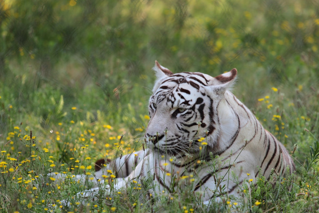 Обои картинки фото животные, тигры, отдых, цветы, белый, тигр