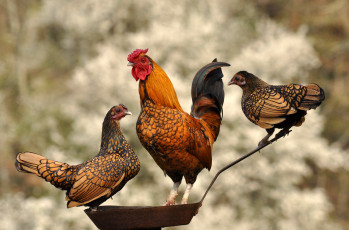Картинка животные куры +петухи петух курицы