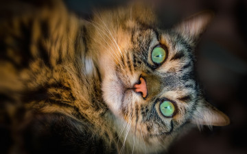 Картинка животные коты питомец взгляд кот
