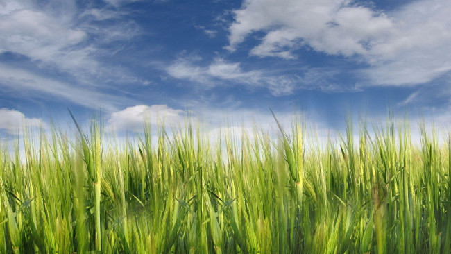 Обои картинки фото природа, поля, пшеница, поле, облака, небо