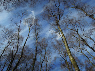 Картинка природа деревья пейзаж верхушки зима кроны