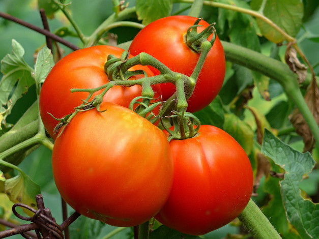 Обои картинки фото природа, плоды, томаты, помидоры