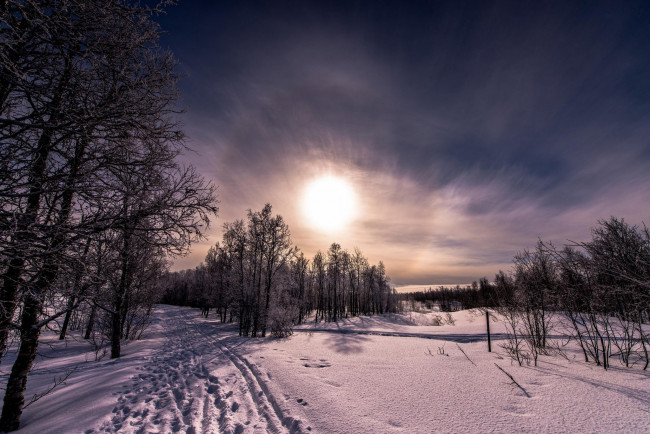Обои картинки фото природа, зима, закат, снег, деревья, пейзаж