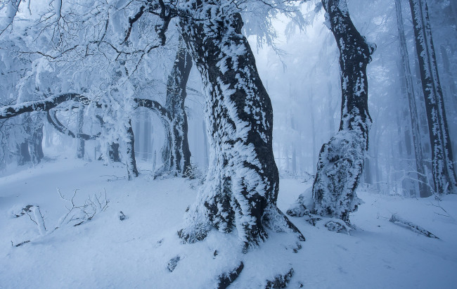 Обои картинки фото природа, лес, снег, зима