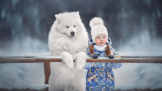 Обои картинки фото разное, люди, милая, маленькая, девочка, самоед, собака, деревянный, забор, синий, комбинезон, ребенок