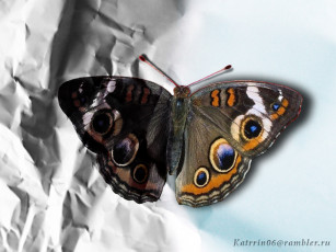 Картинка inside животные бабочки