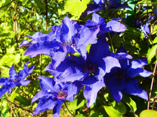 Картинка цветы клематис ломонос синие