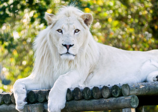 Картинка животные львы хищник отдых белый