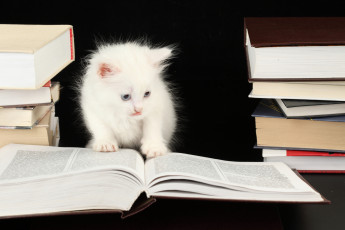 Картинка животные коты котёнок книга кошка кот