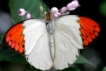 Картинка животные бабочки бело-красный крылья