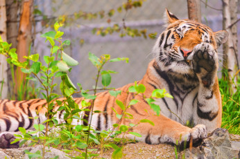 Картинка животные тигры тигр амурский
