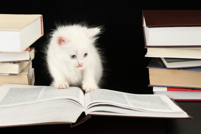 Обои картинки фото животные, коты, котёнок, книга, кошка, кот